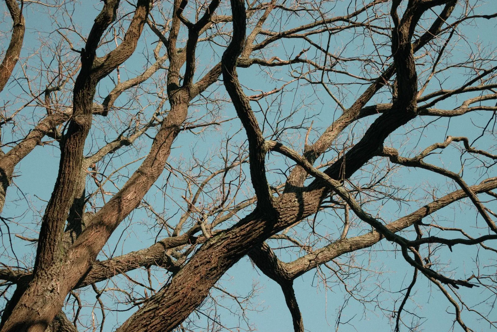 Leafless tree branches silhouetted against a clear blue sky in autumn.