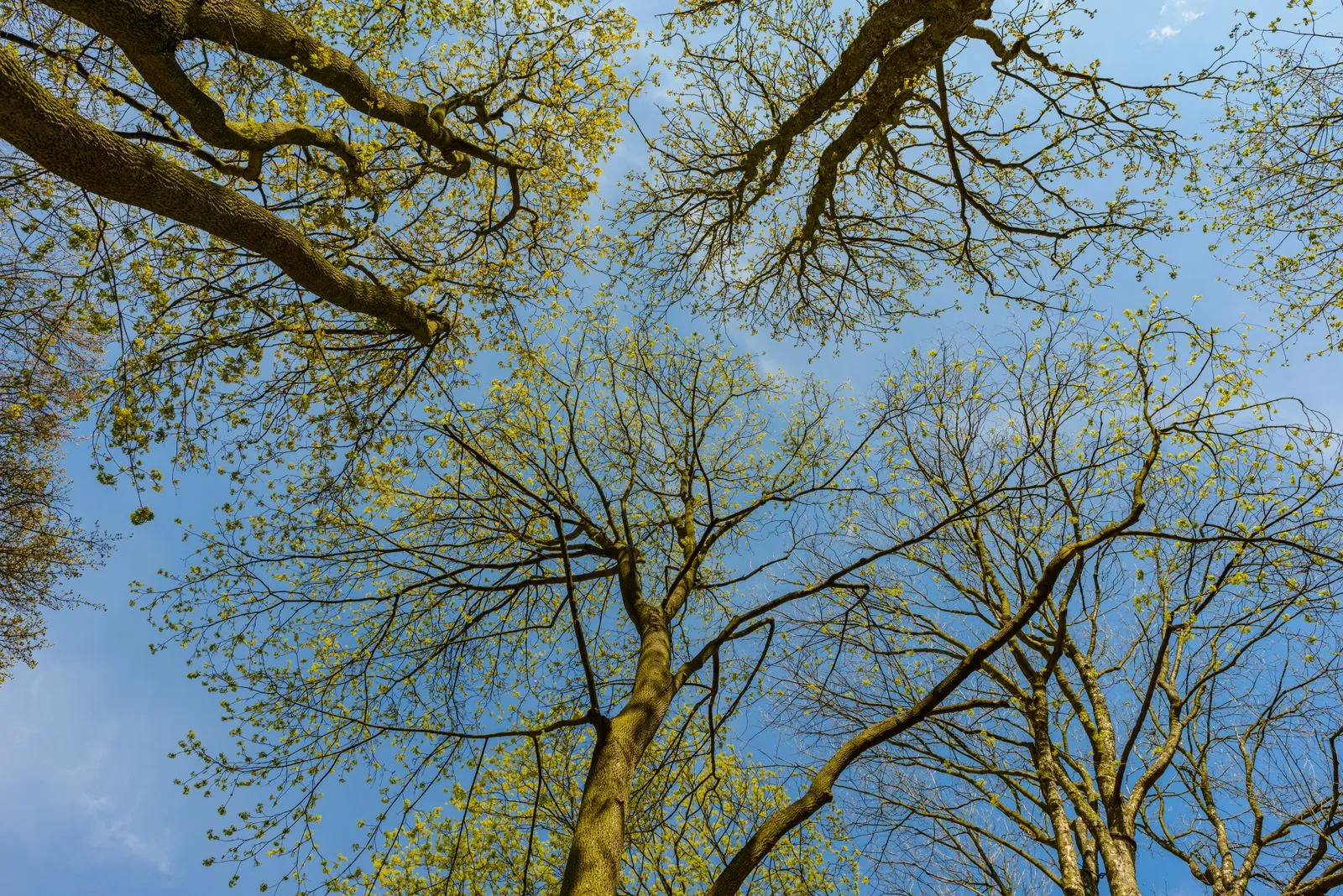 A low angle view of tall trees with budding branches against a clear blue sky.